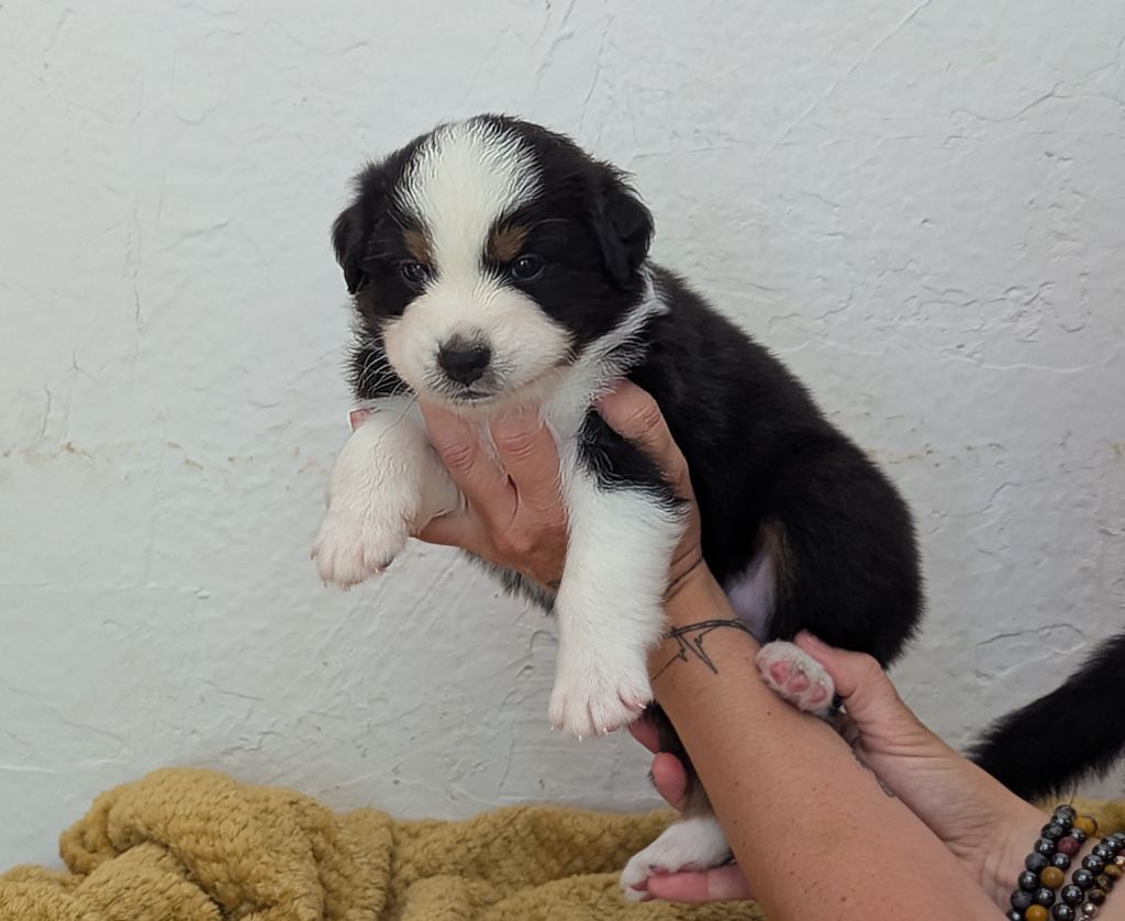 Emeline Dubois - Chiots disponibles - Berger Australien