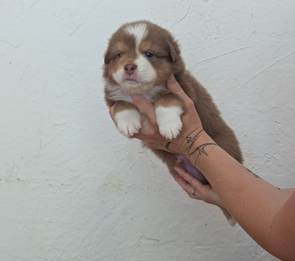 Emeline Dubois - Chiots disponibles - Berger Australien
