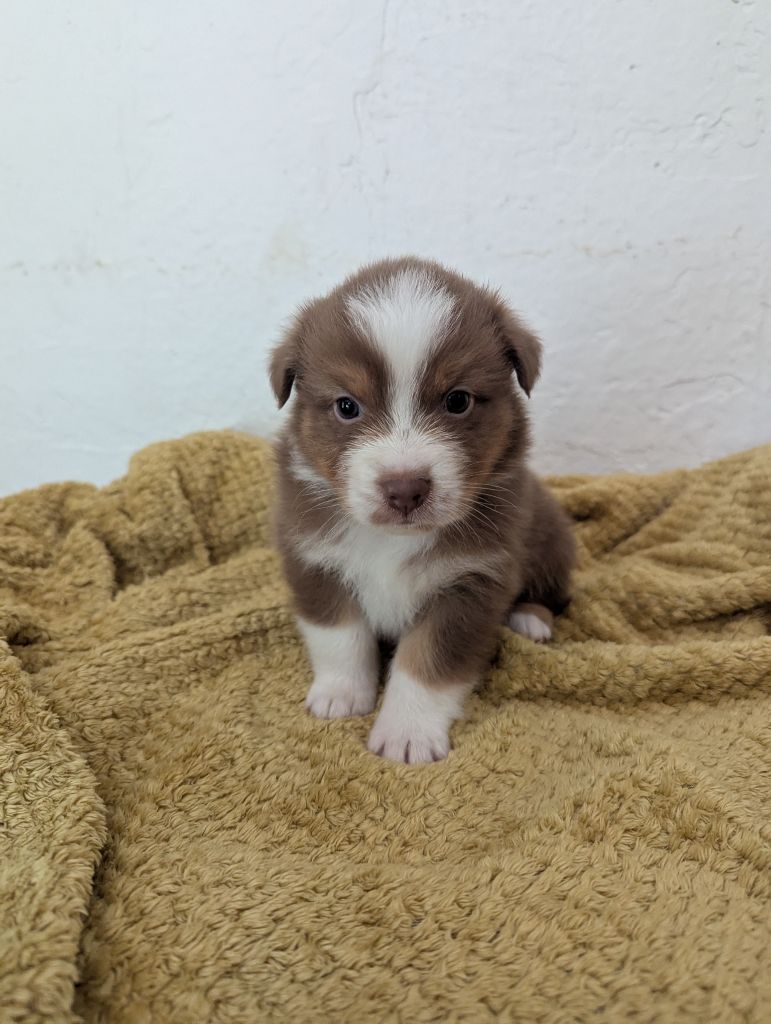 Emeline Dubois - Chiots disponibles - Berger Australien