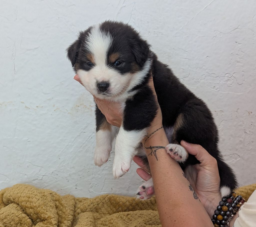 Emeline Dubois - Chiots disponibles - Berger Australien