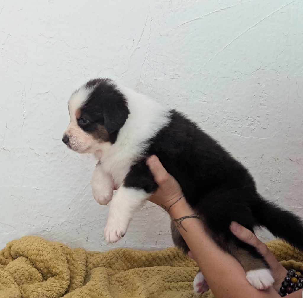 Emeline Dubois - Chiots disponibles - Berger Australien