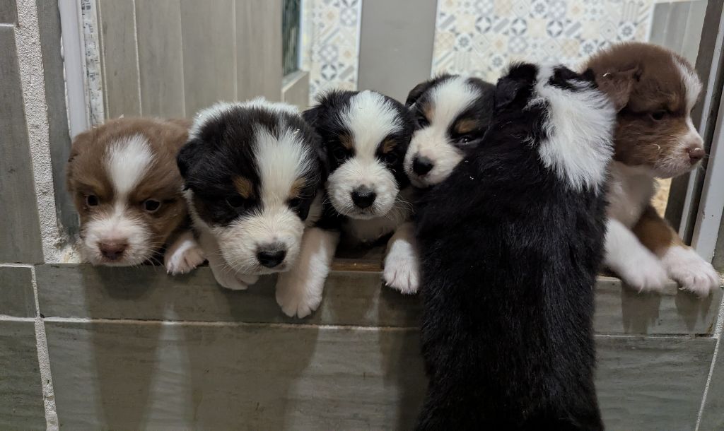 Chiot Berger Australien Emeline Dubois