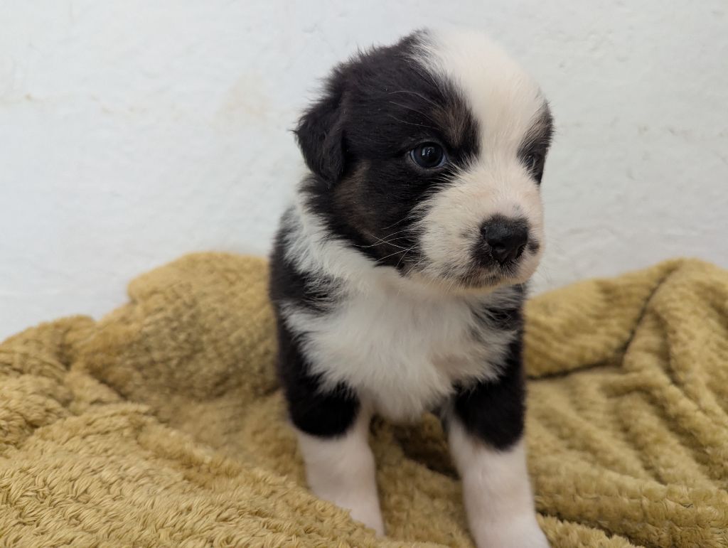 Emeline Dubois - Chiots disponibles - Berger Australien