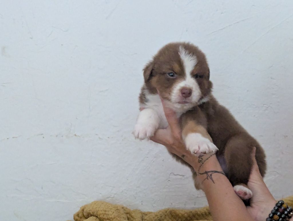 Emeline Dubois - Chiots disponibles - Berger Australien